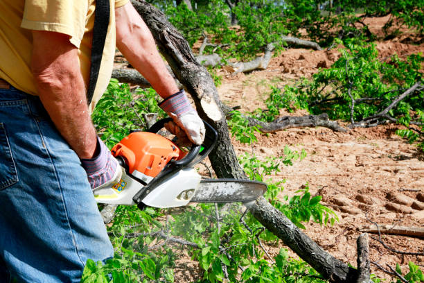 Best Tree Trimming Near Me  in Tanglewilde, WA